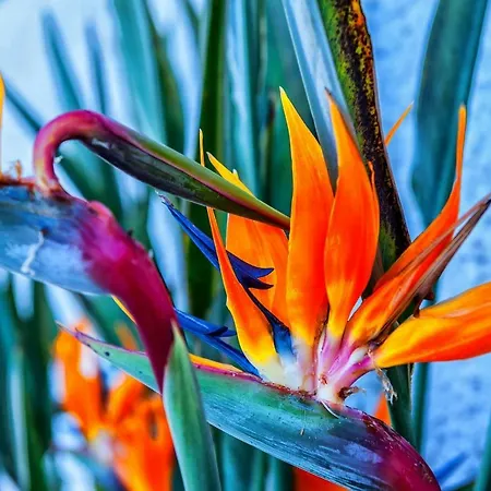 With Big Pool And Sea View Apartment *