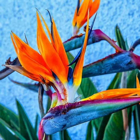 With Big Pool And Sea View Apartment Amadores