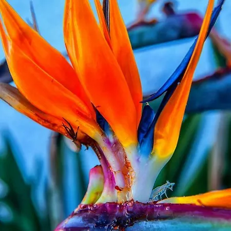 With Big Pool And Sea View Amadores